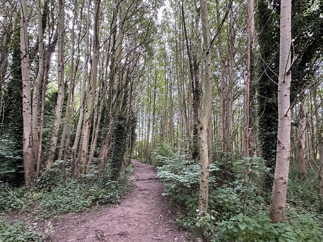Ryebank Fields: trees with a path between them