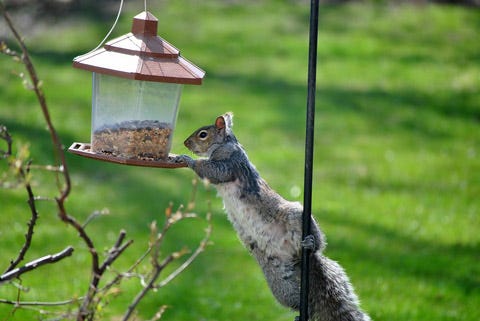 How to Keep Squirrels Out of Bird Feeders | Simple Solutions ...