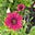 Lily LinenTown's avatar