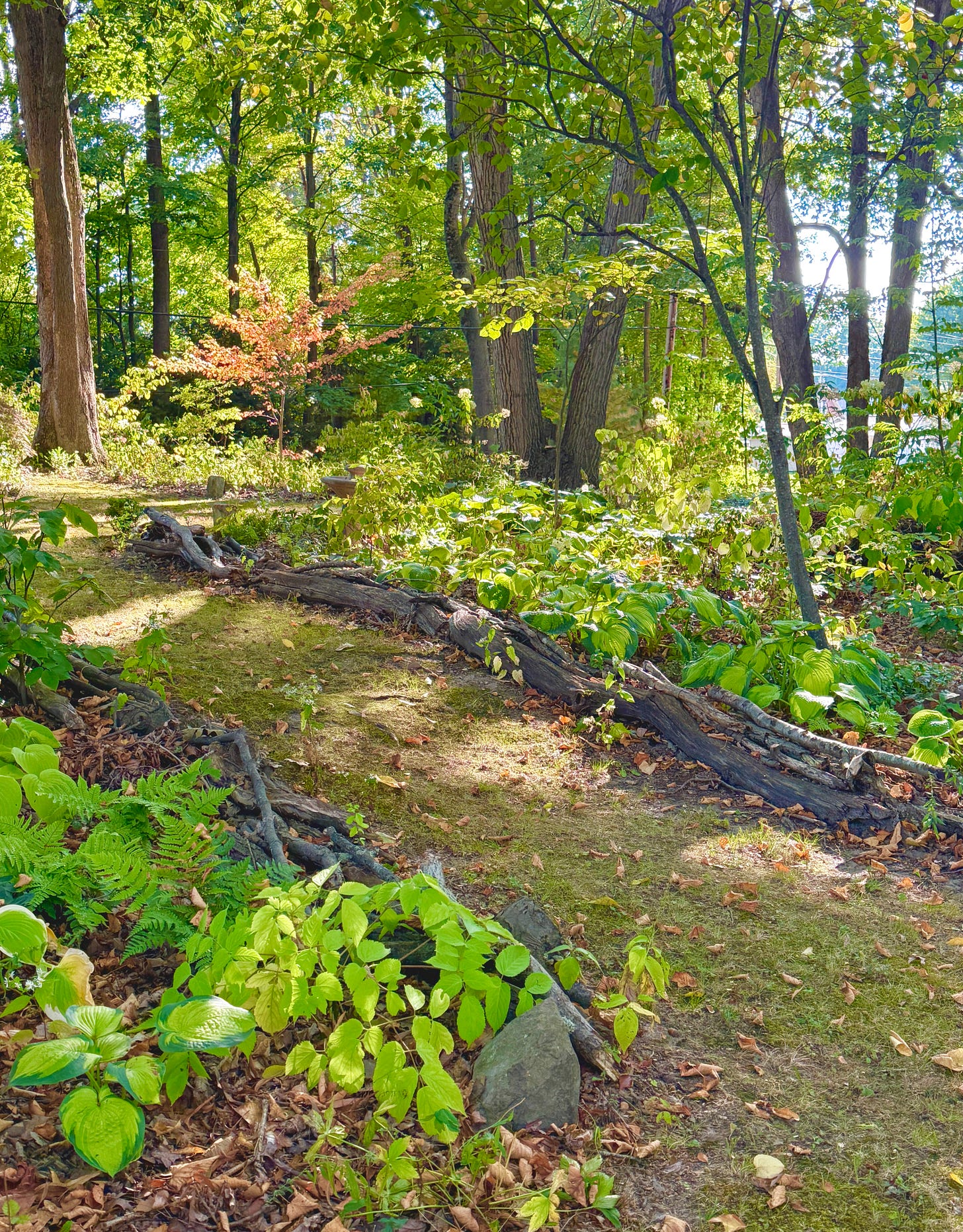 We have been adding colorful maples to our Woodland of mostly oaks, and it is paying off. 