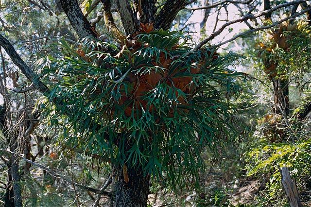 Platycerium bifurcatum - Honeygloom