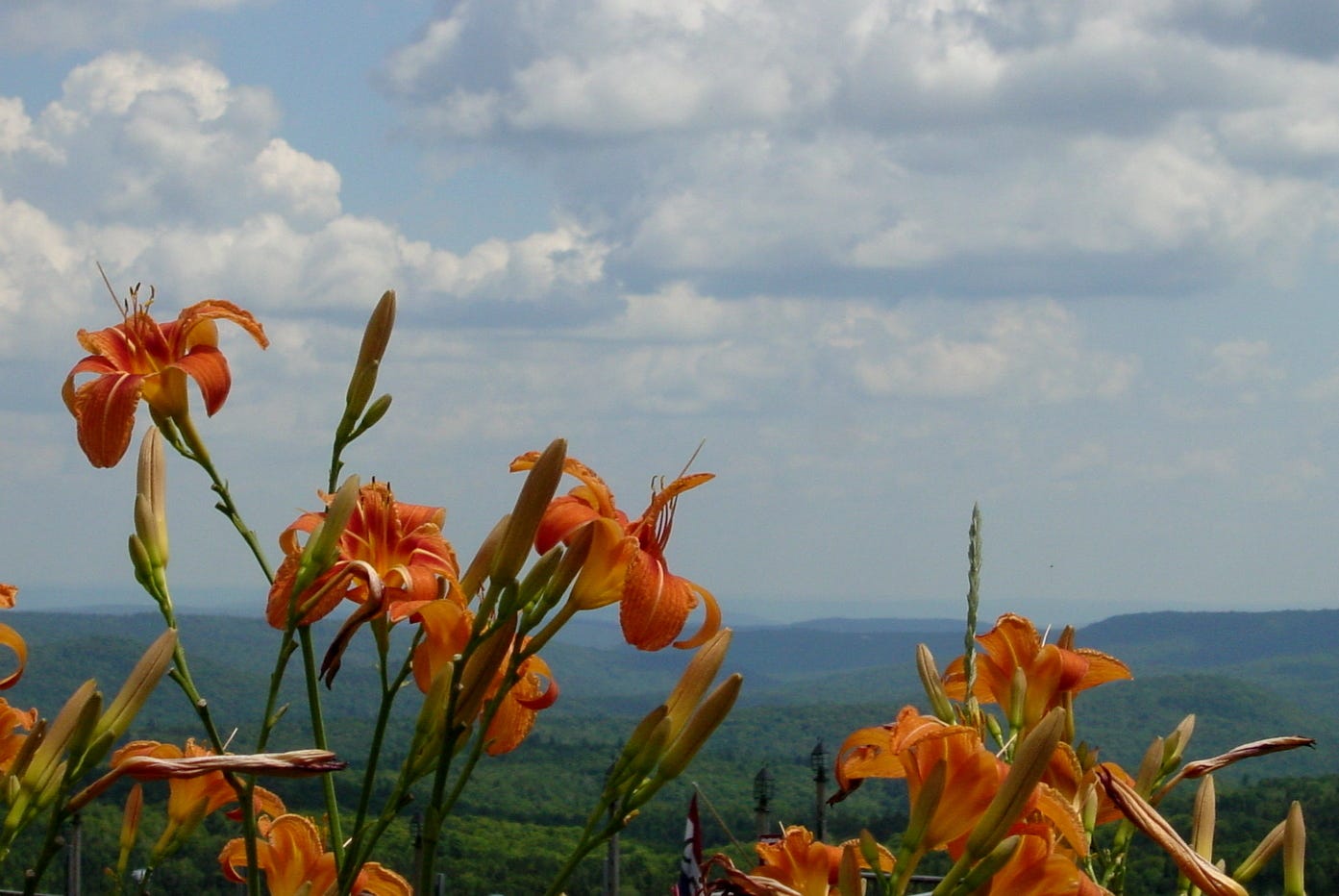 Hogback Mt., VT -- 100 Mile View thru the Daylillies July 03.jpeg