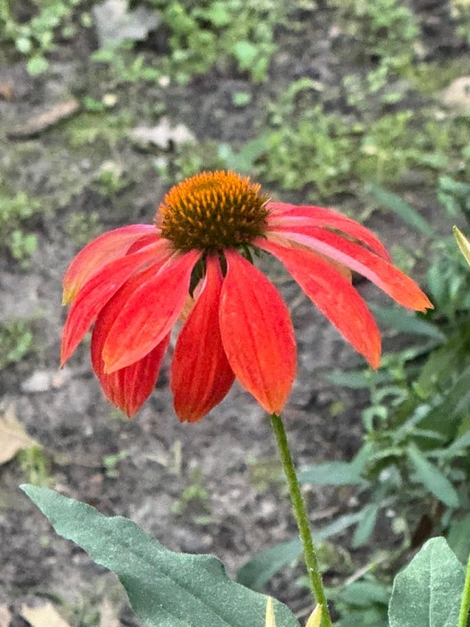 A close up of a flower

AI-generated content may be incorrect.