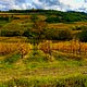 Over the Tuscan Dirt