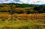 Over the Tuscan Dirt