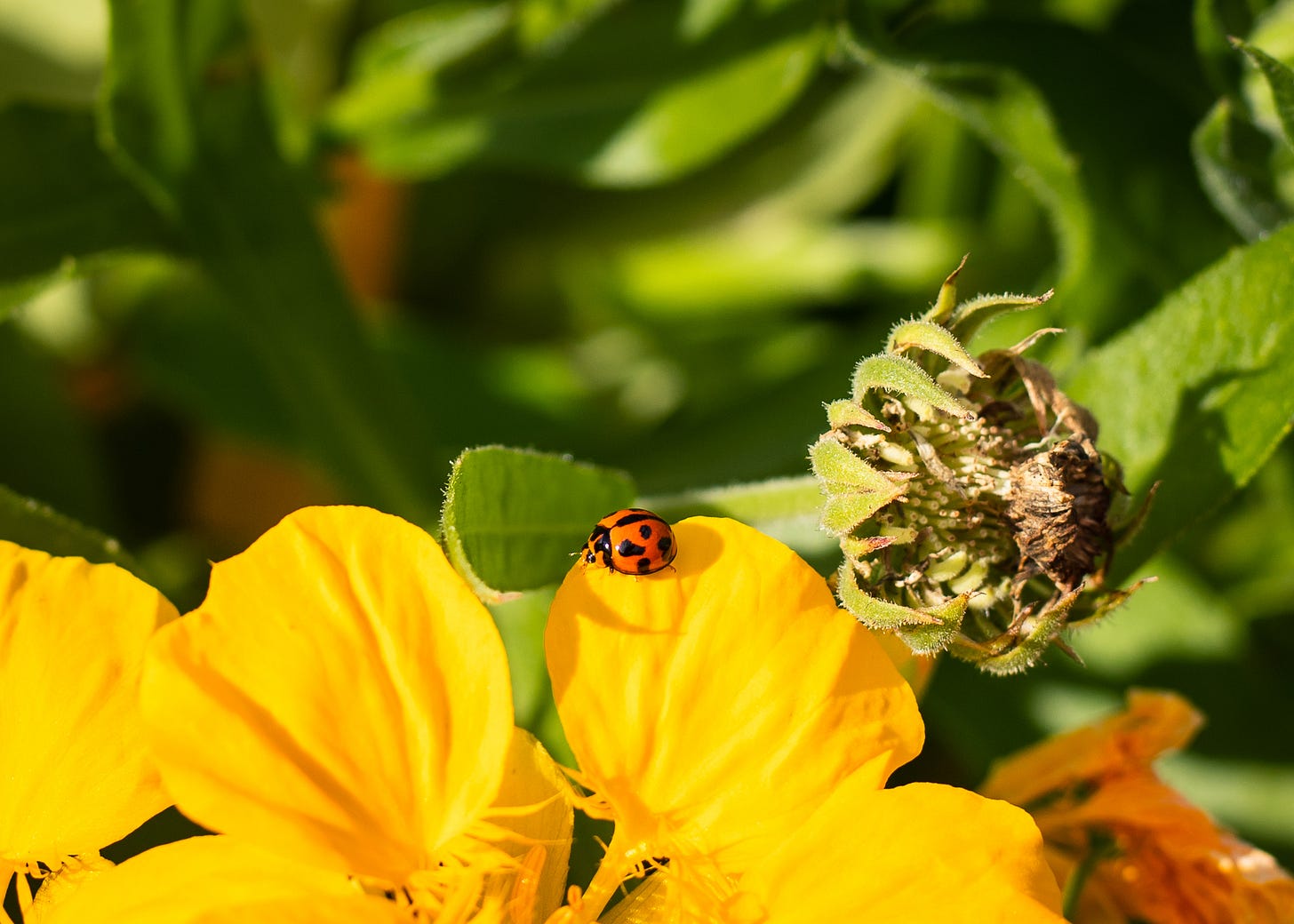 Australian garden