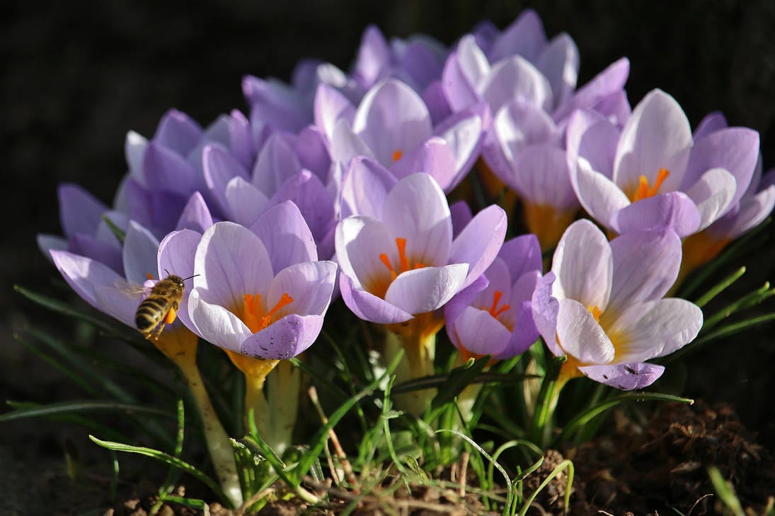 here comes the spring
