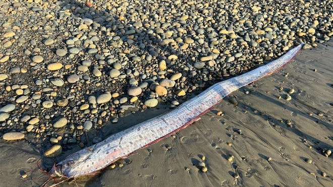 Doomsday' fish spotted along California coast. What does it mean?