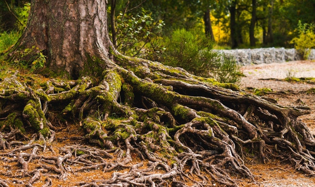 brown tree trunk with green moss brown tree trunk with green moss