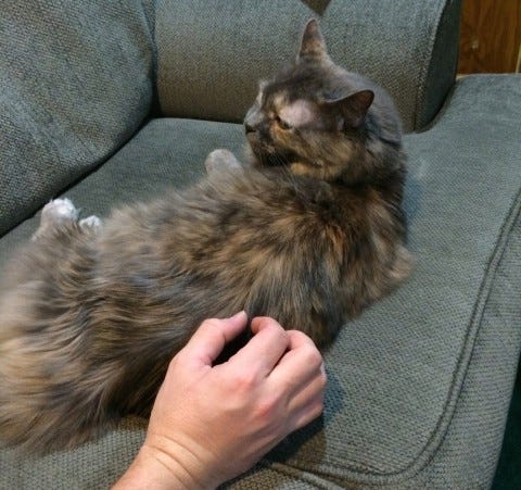 Aria_Petting-Induced_Aggression Aria_Petting-Induced_Aggression