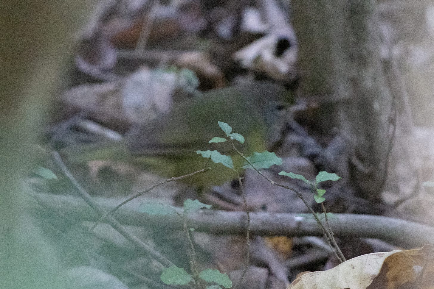 A blurry mourning warbler shown in profile on brown leaf litter, in the midground of a photo with a stick and slender privet saplings in sharp focus in the foreground. The mourning warbler is a small songbird with yellowish-olive-brown belly, brownish crown, taupe face, dark eye ringed with white or pale tan, and olive-greenish back, and folded light brown wings. The colors may be due to the poor quality and lighting of the photo, not the colors of all mourning warblers. The privet in the foreground appears as very skinny twigs with paired leaves, ovate, bright dark green, with wavy edges.
