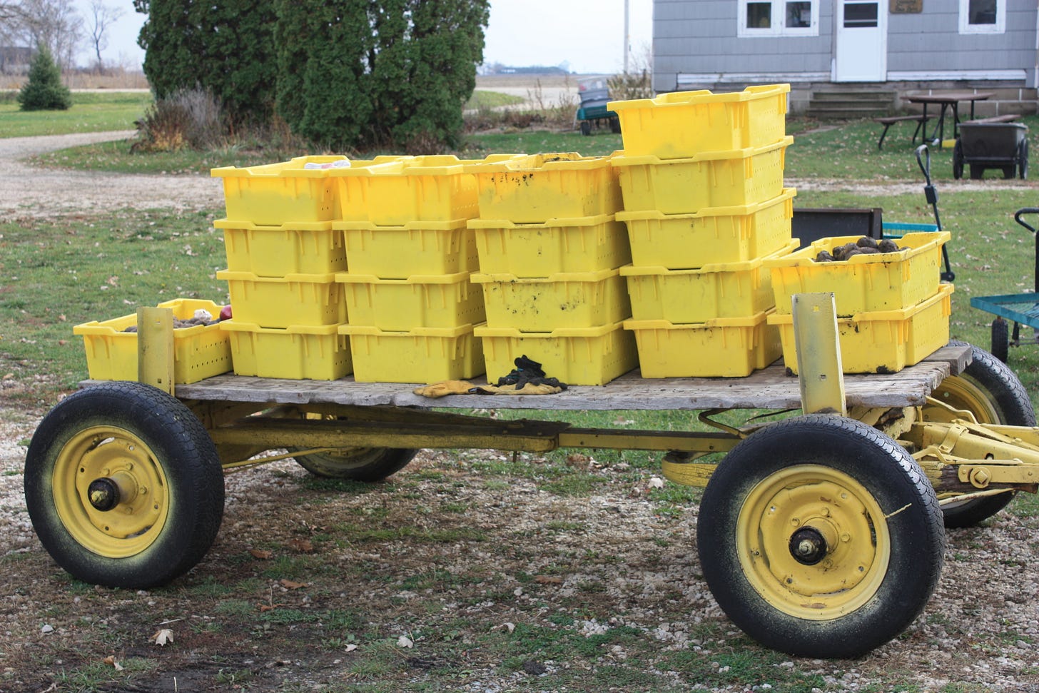 Part of the 2012 potato harvest