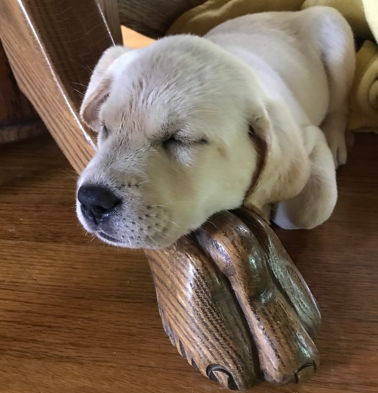 A yellow Labrador retriever puppy sleeps on the leg of a kitchen table. 
