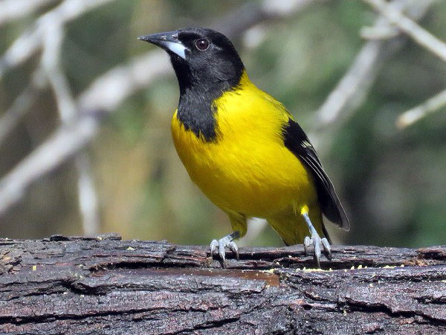 Audubons’s Orioles are frequent visitors Audubons’s Orioles are frequent visitors