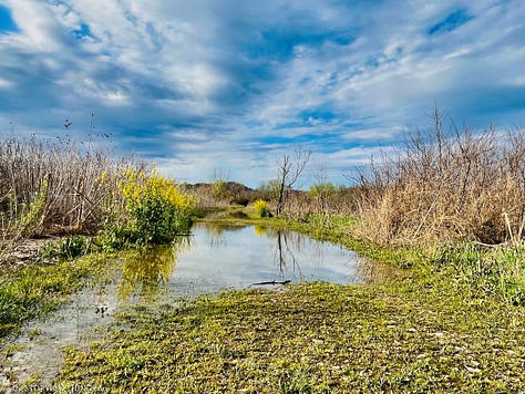 Shot of motorcycle, marshland and tree.