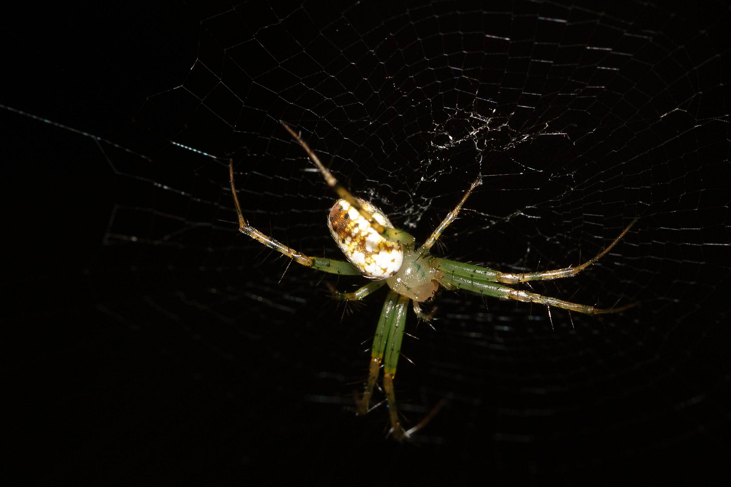 A small spider with nearly transparent, shiny pale green legs and cephalothorax and a matte white abdomen with brown markings