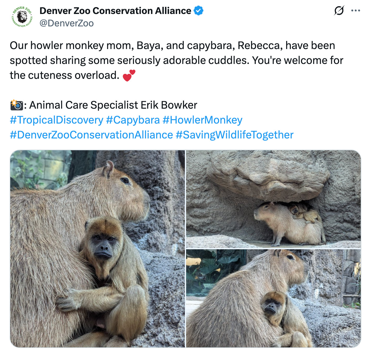 Tweet from the Denver Zoo featuring three images of a howler monkey cuddling with a capybara