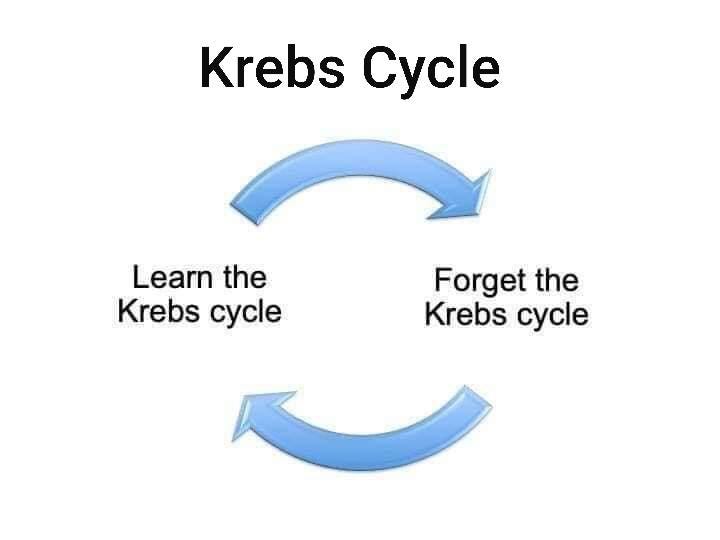 Krebs Cycle : r/chemistrymemes