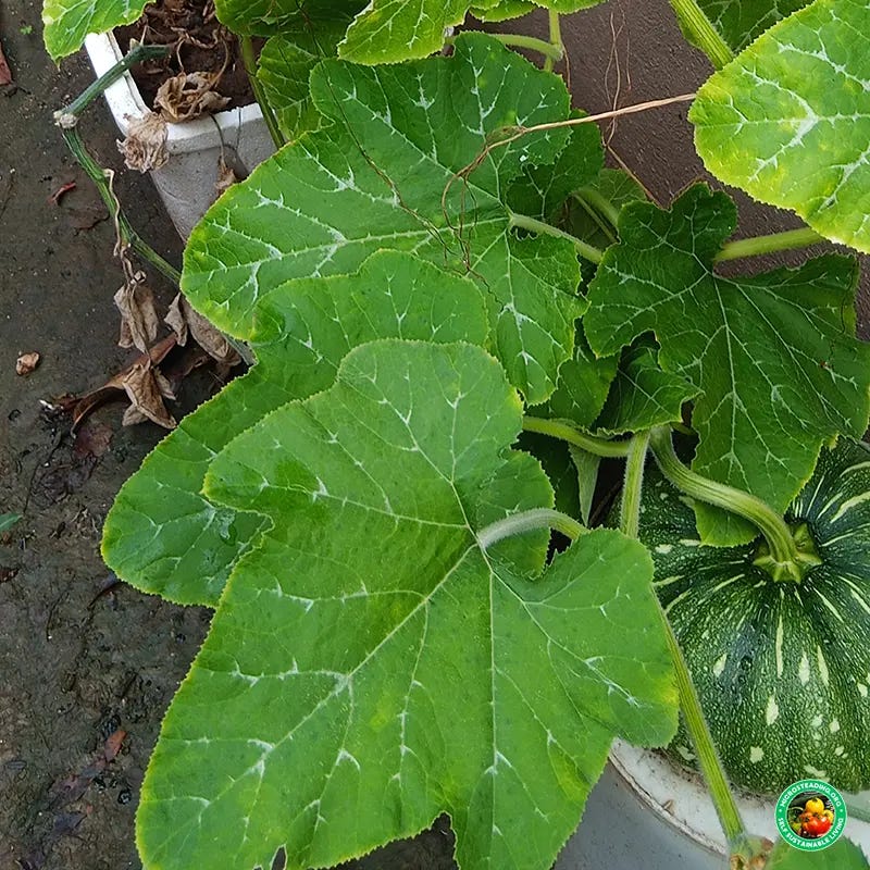 Pumpkin grown vertically against trellis on wall