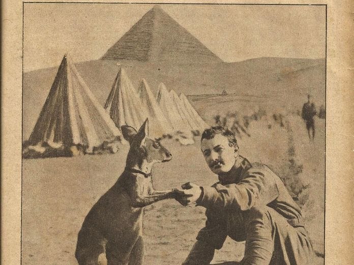 The lesser known Anzac: the humble kangaroo - 9News