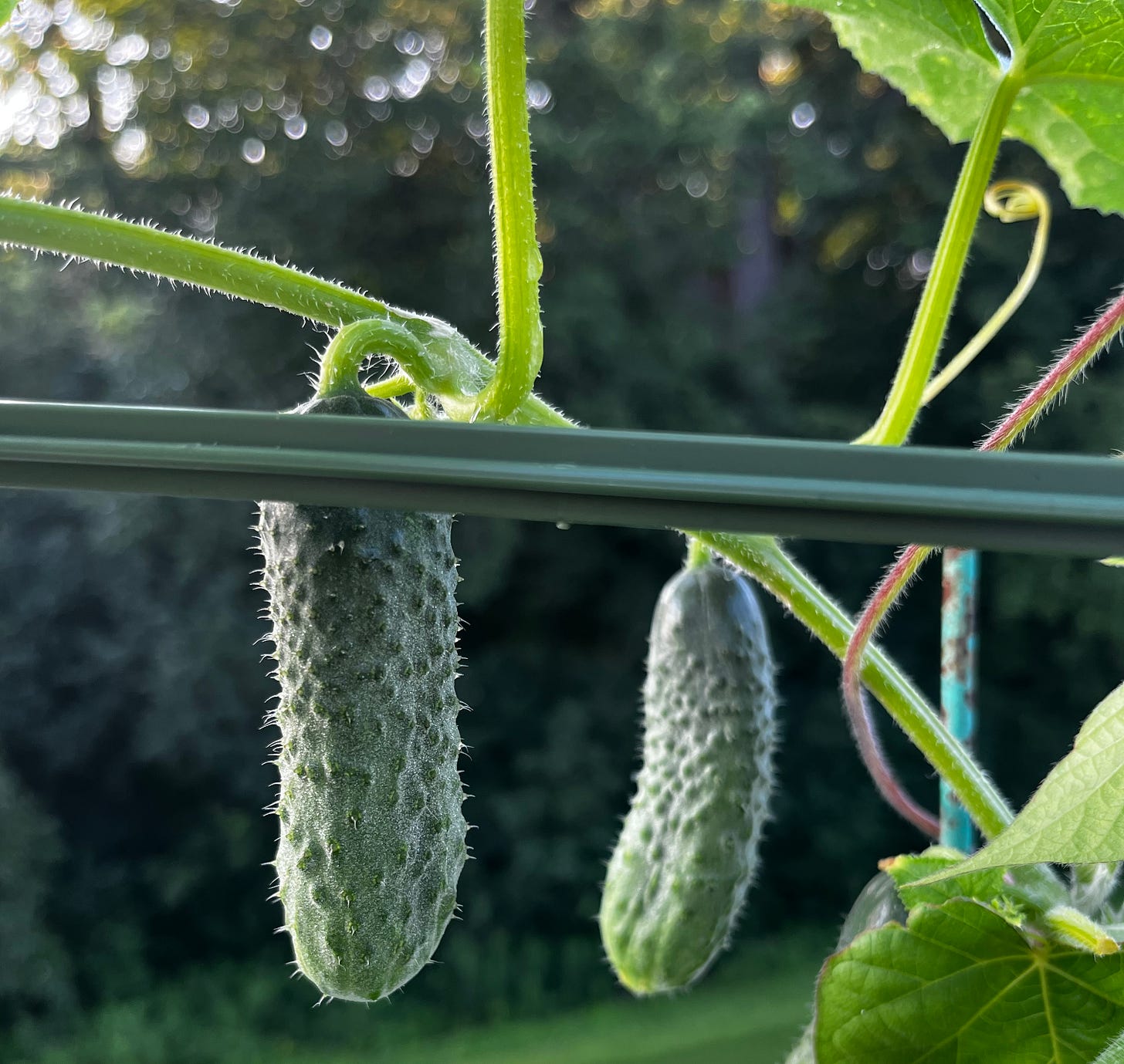 Cornichon cucumbers on trellis
