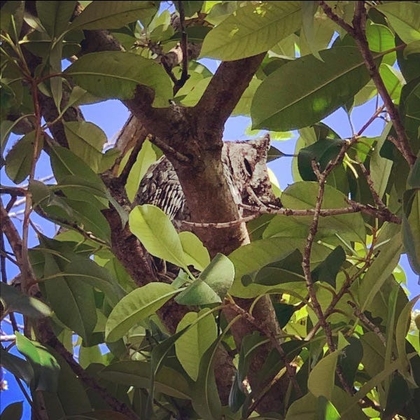 photo of Mr. Coconut the owl