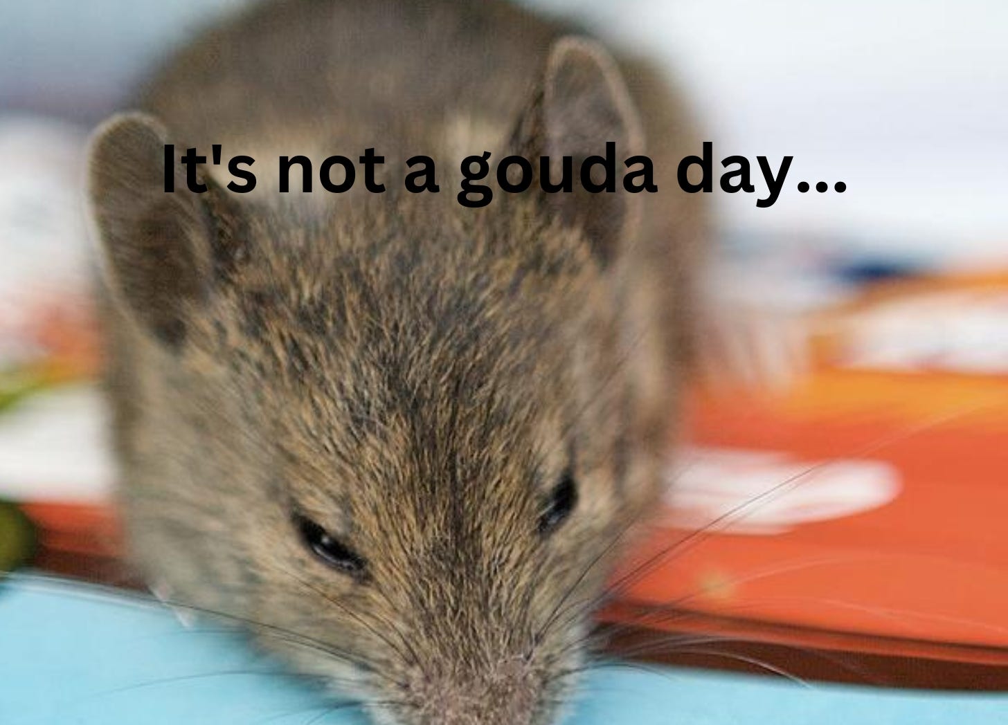 Photo of a sad mouse saying, "It's not a gouda day."