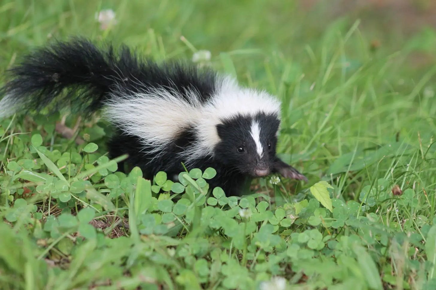 Striped Skunk - Facts, Diet, Habitat & Pictures on Animalia.bio