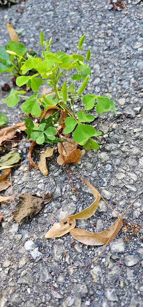 Oxalis plants