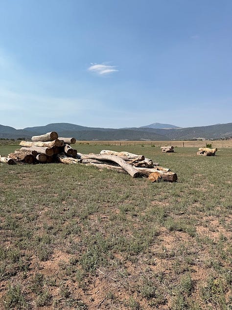 A gallery of fire mitigation techniques at Redwing Ranch: cleared logs piled in an open field, an open grassy area beneath a stand of mature cottonwood trees, and a pile of cleared dead brush and branches, all part of reducing fuel loads across the property.