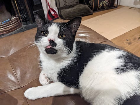 A gallery of cats of varying stripes and colors. The caption explains each cat's name, but the descriptions would be insanely long.