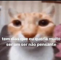 Contém uma imagem de: 