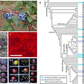 Your blueberries aren't really blue.