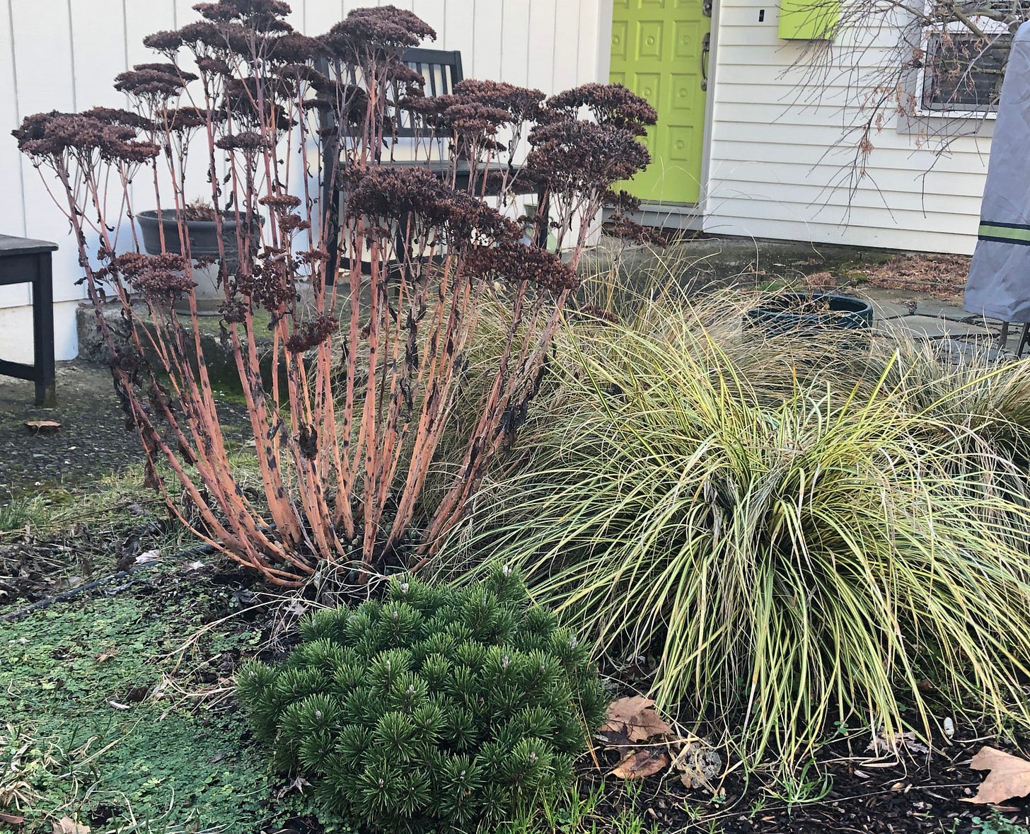 Three plants in close up are backed by a walk and front door.