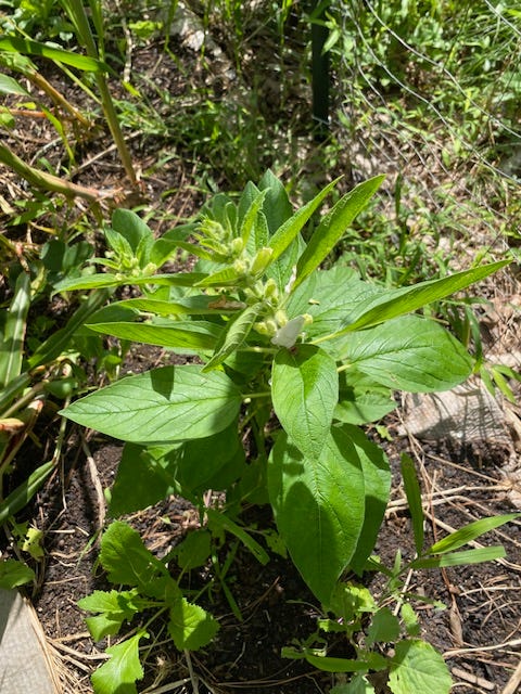 sesame plant sesame plant