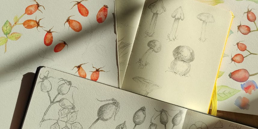 Sketches of rosehips in various sketch books