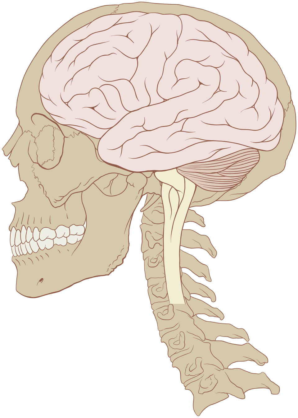 cross section cut away of brain in skull cross section cut away of brain in skull