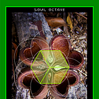 Four Archetype: Soul Octave