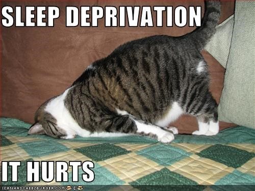 I had this cat