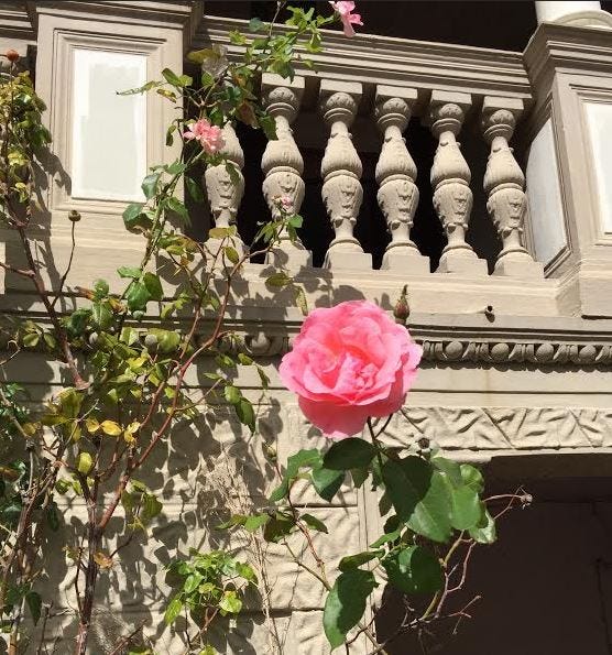 roses at the villa roses at the villa