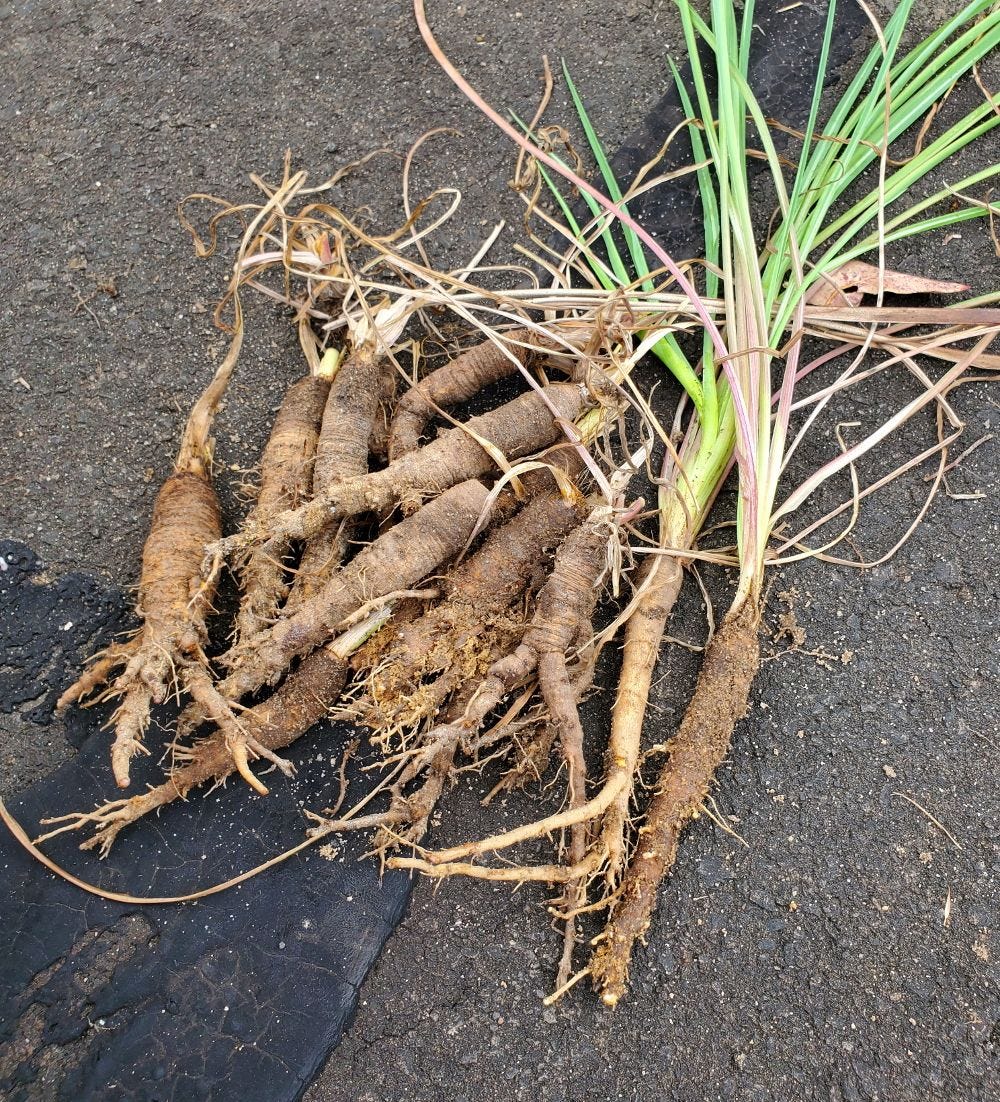 Tragopogon porrifolius [harvest!] 20221128_124707 sml.jpg