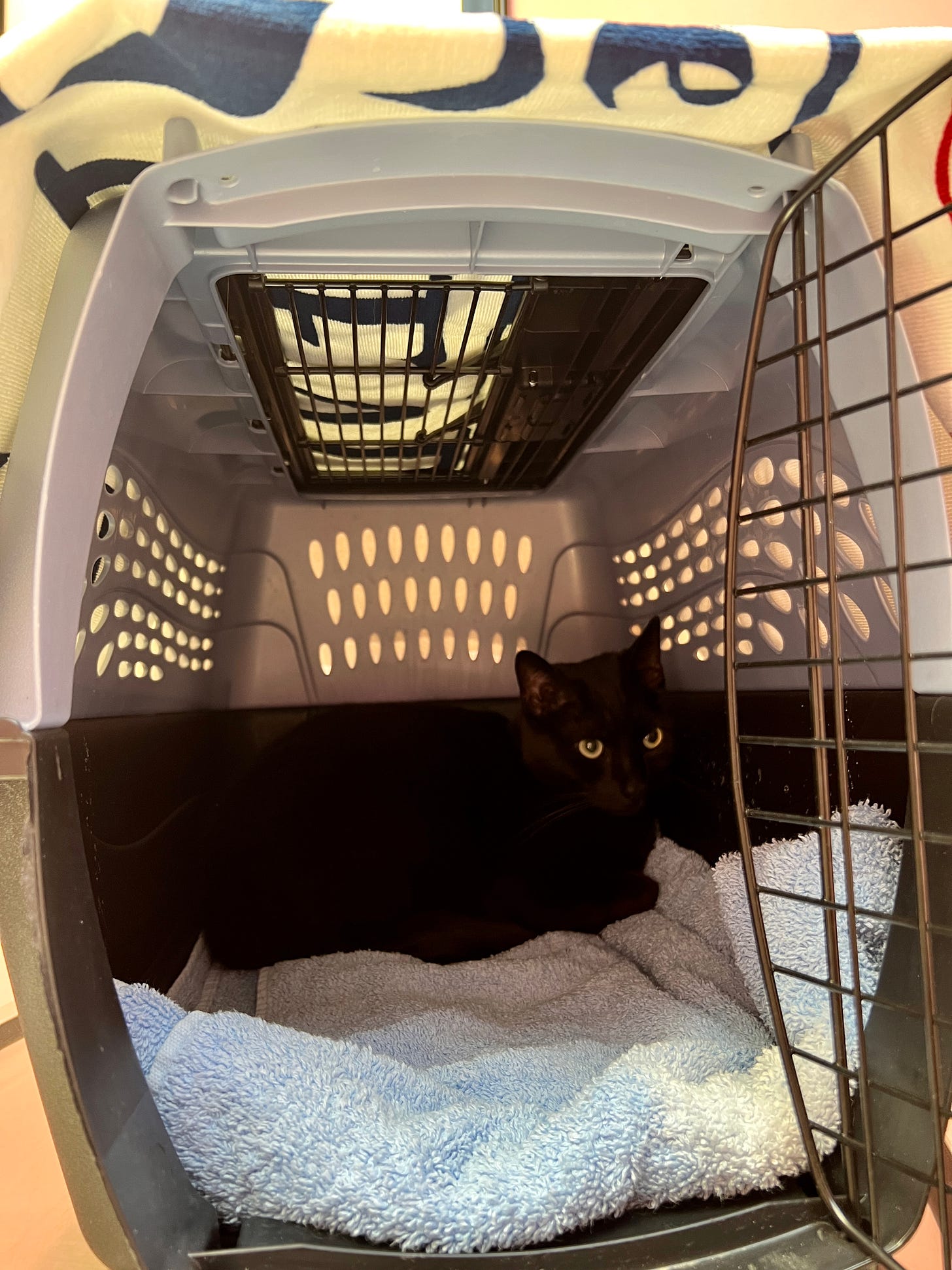 Black cat in carrier.
