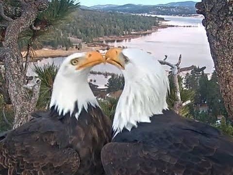 Celebrity Big Bear bald eagle Jackie dies Celebrity Big Bear bald eagle Jackie dies