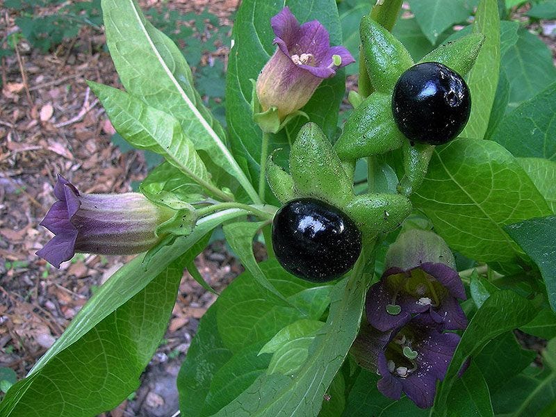 Belladonna aka Deadly Nightshade - 0.25 OZ ONLY | Artes & Crafts