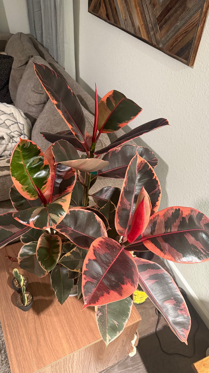 sweetheart plant, rubber tree, plant-mom