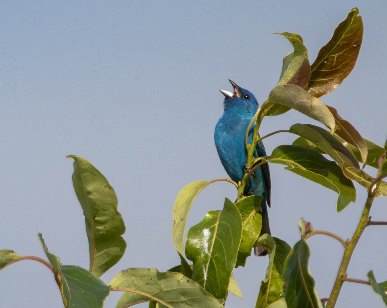 an indigo bunting (a brilliant blue bird) sings atop a tree