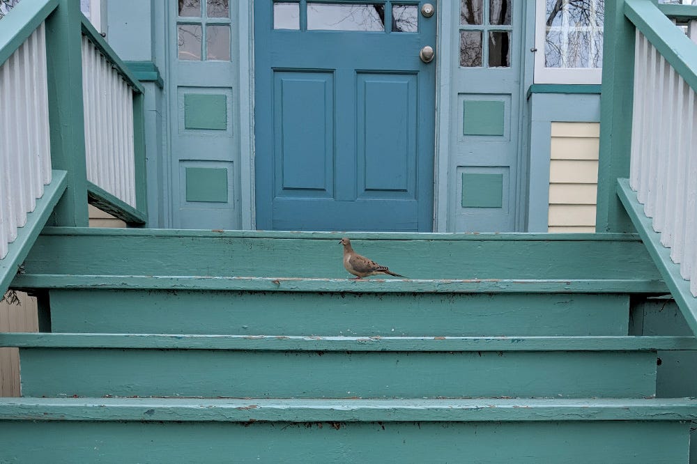 A mourning dove sit perfectly in the center of a cheery all blue stoop