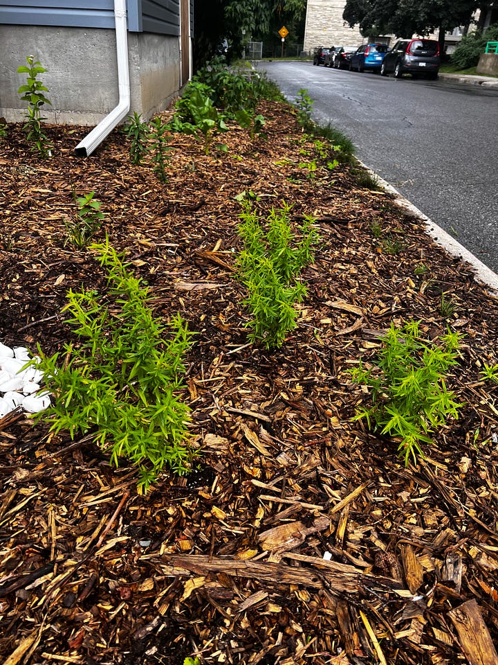 Four pictures of young plants growing in a garden of wood chips.