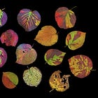 Autumn Leaves and Naked Buds