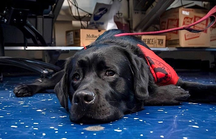 Capt. Poseidon, the beloved dog who lived aboard the U.S.S. Nimitz, died. He was 3. Capt. Poseidon, the beloved dog who lived aboard the U.S.S. Nimitz, died. He was 3.